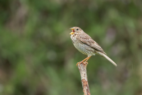 Falkenberger Rieselfelder